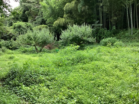 売地