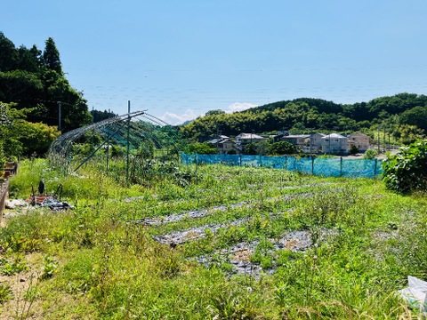 売地