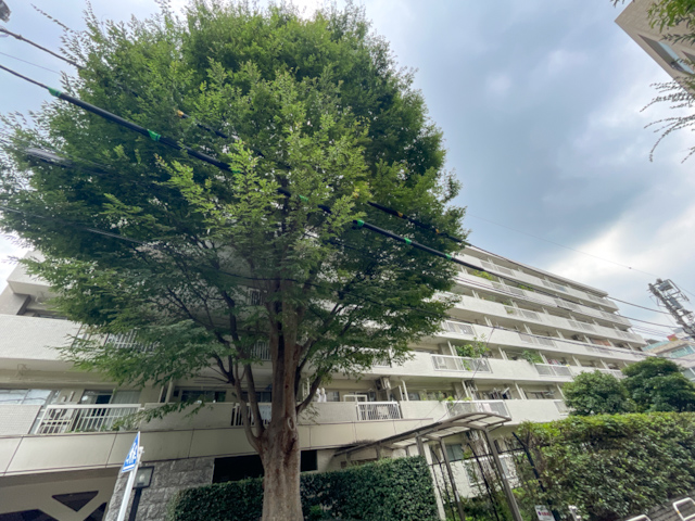文化のそばで、暮らしは静かに 718の内観