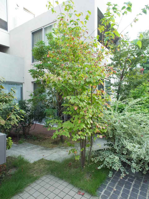 憩いのテラスとキッチンで 107の内観