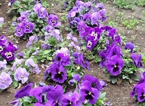 浮塚砂取幼児公園：120m