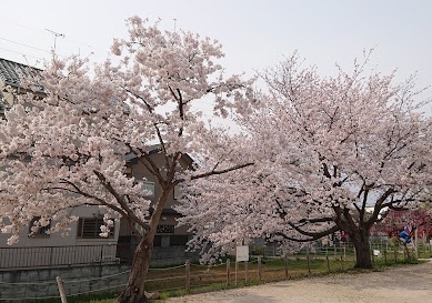 両新田東公園　350mのスライド画像