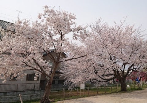 両新田東公園：350m