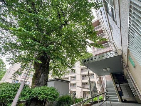 敷地内を彩る見事なシンボルツリーが印象的なレジデンス。第一種低層住居専用地域に指定されたエリアならではの、穏やかで緑豊かな住環境が、子育てファミリーの健やかな毎日を包み込みます 。
