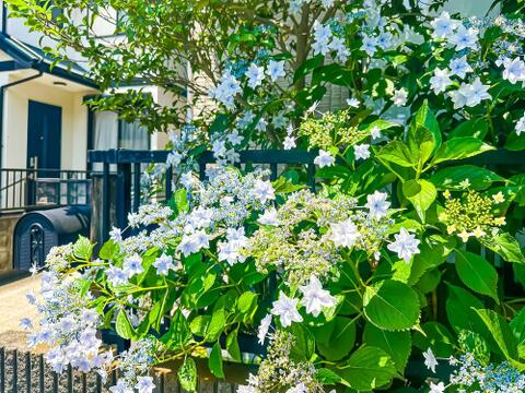 綺麗に管理されたお花が美しく咲いています。新生活では家庭菜園やガーデニングなどを楽しんでみてはいかがでしょうか。現地2026/6/13撮影