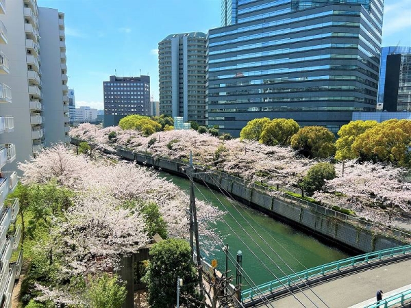 春にはバルコニーから桜が望めます