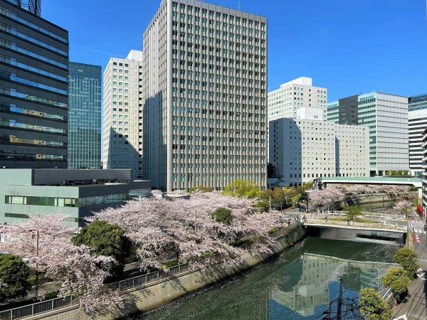 廊下側からも桜が望めます