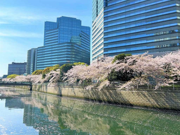 目黒川の桜並木は圧巻です