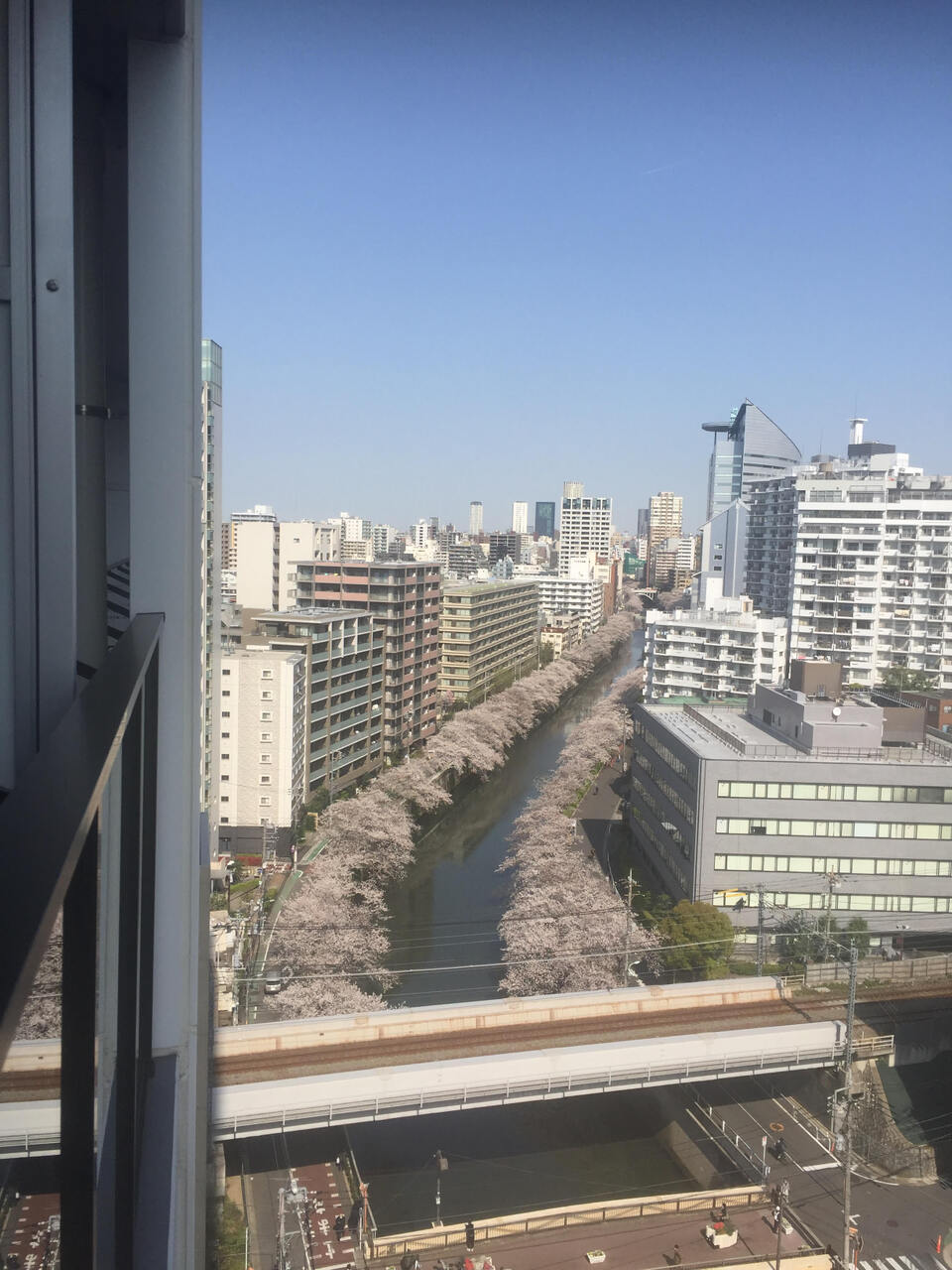 目黒川の桜を望めます(2026年4月撮影)