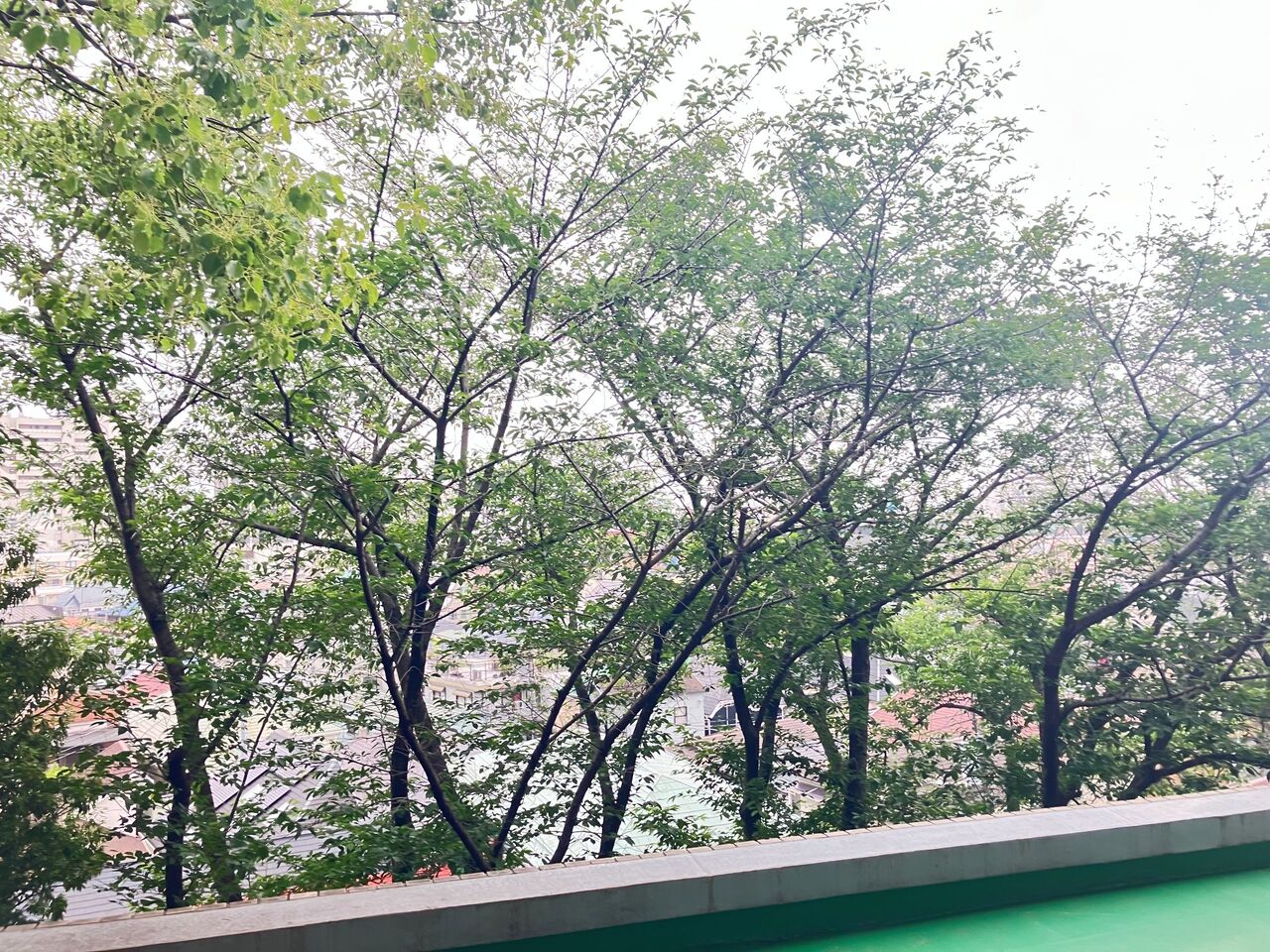 LDKから出入りできるルーフバルコニー。春には桜並木を一望することができます(天候による)。※眺望は将来に渡って保証するものではありません。