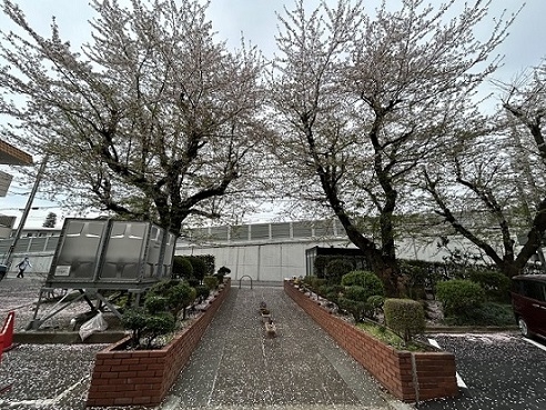 エントランスまでのアプローチです。桜で彩られています