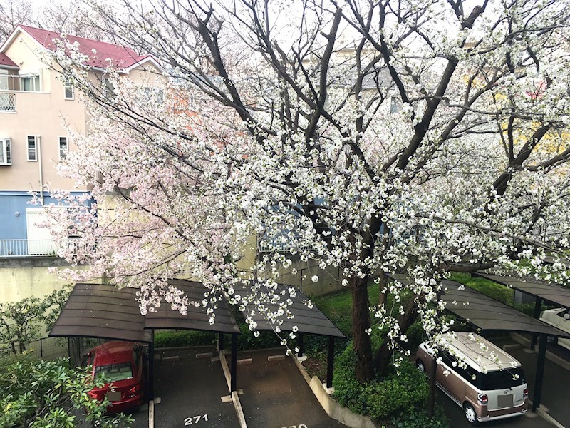 敷地内の桜並木です。春には、敷地内に桜が咲きます。
