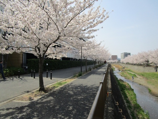 敷地北側を通る三沢川は春になると桜の名所に