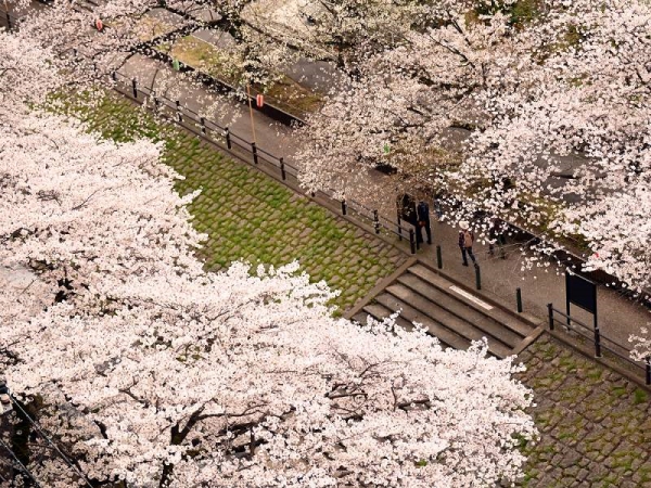近くの乞田川は春になると桜並木になります