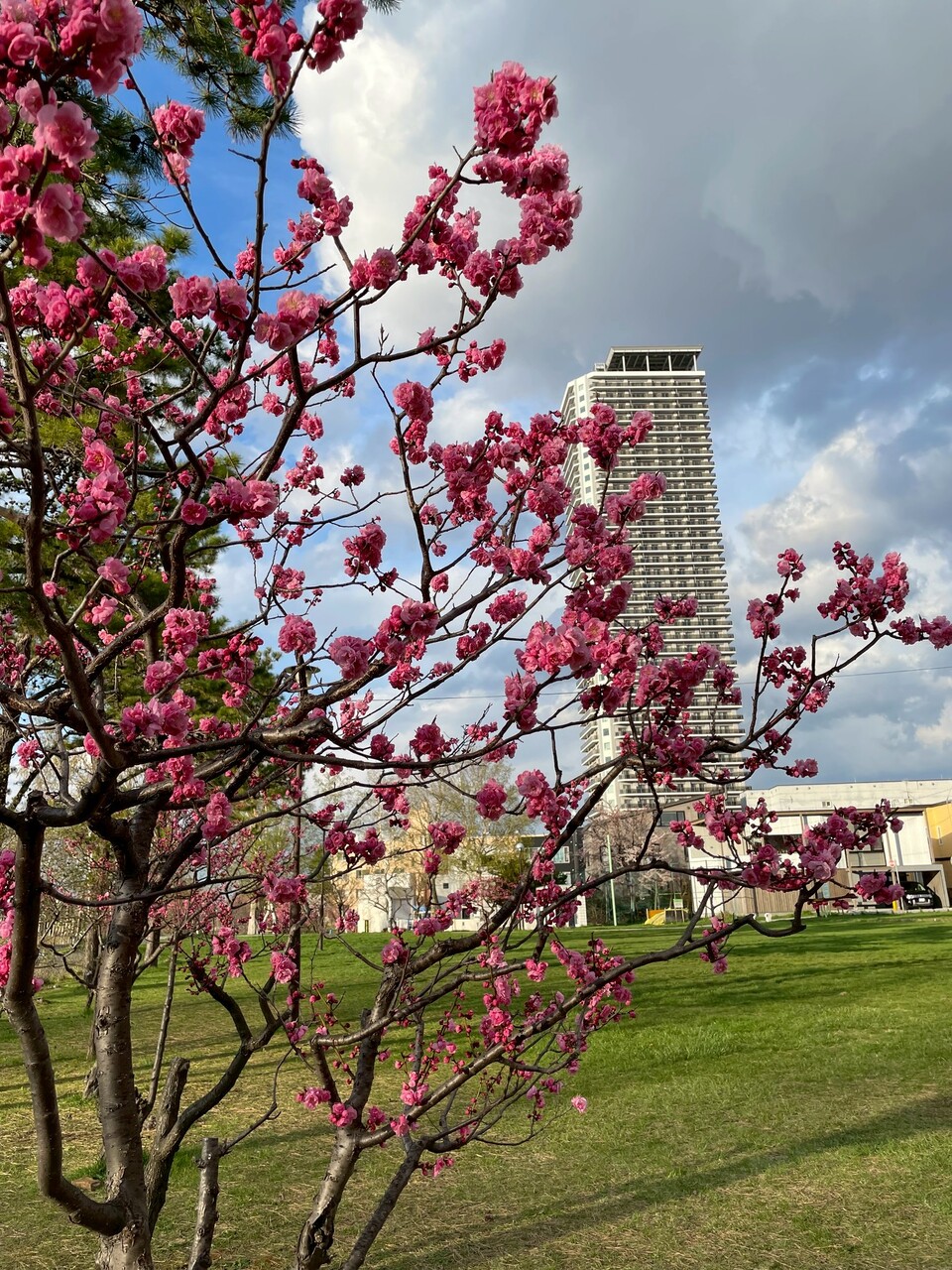 発寒河畔公園からの写真です。春は梅や桜が咲き、四季折々の風景を楽しめます。