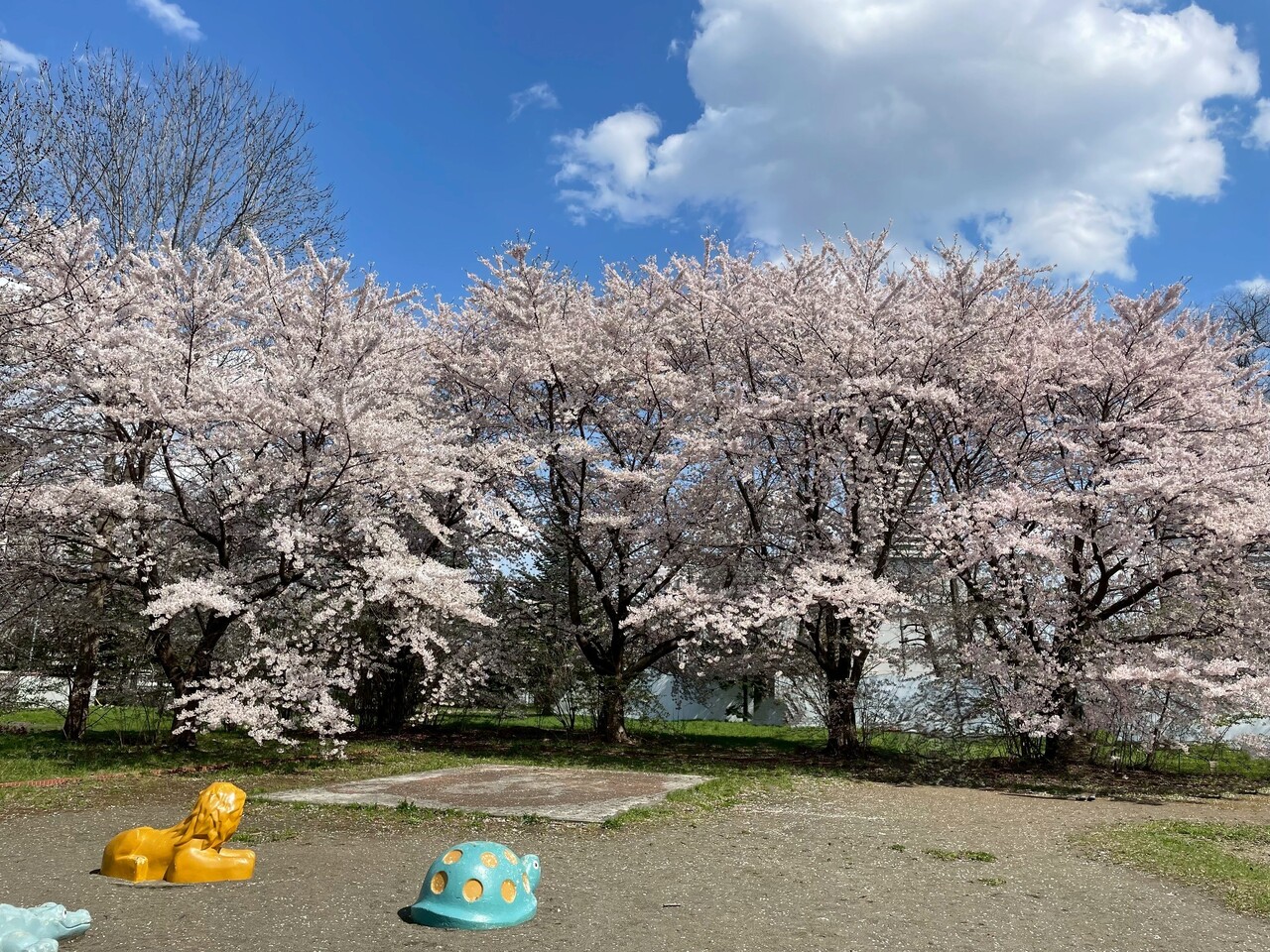 近隣には農試公園や発寒川があり、自然も満喫できるエリアです！