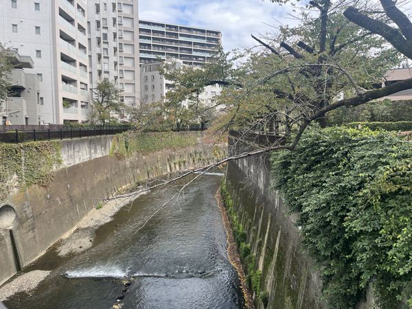 石神井川(敷地隣接) 約80m