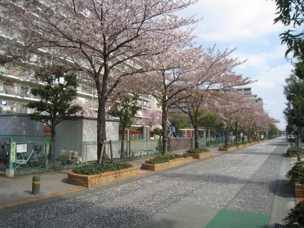 春には桜が咲き誇ります