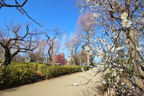 世田谷区立羽根木公園まで約1200m
