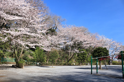 新林公園(徒歩15分)