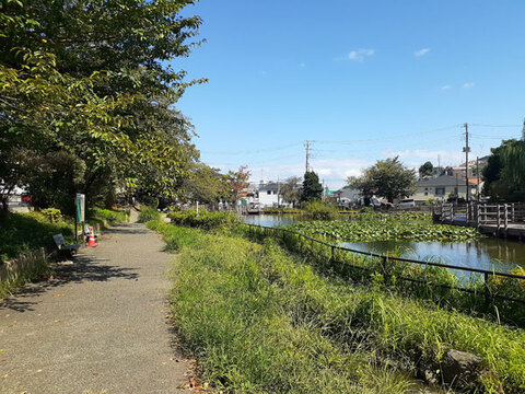 白幡池公園(徒歩5分)