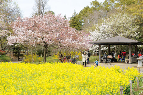 都立蘆花恒春園(徒歩11分)