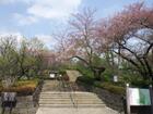 世田谷区立羽根木公園(公園)