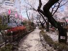 播磨坂さくら並木（公園）