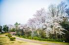 おとめ山公園（公園）