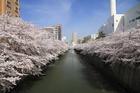 目黒川（その他）
