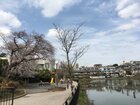 小池公園(公園)