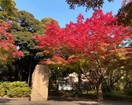紅葉山公園（公園）