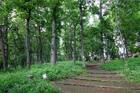 緑ヶ丘みんなの森(公園)