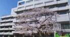 千代田区立和泉小学校（小学校）