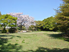 桜丘すみれば自然公園（公園）